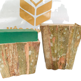 Hộp Thang Vỏ Cây