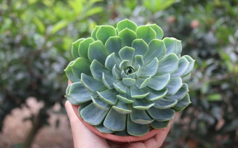 NHỮNG LOÀI HOA MANG Ý NGHĨA MẠNH MẼ, BẠN BIẾT CHƯA?